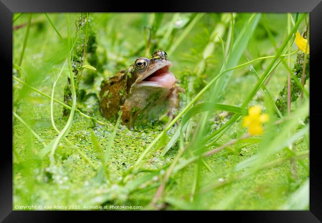 Common frog trying to catch insects in garden pond - UK Framed Print by Kay Roxby