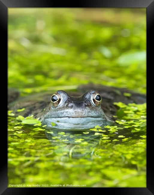 frog in pond surrounded by duckweed Framed Print by Kay Roxby