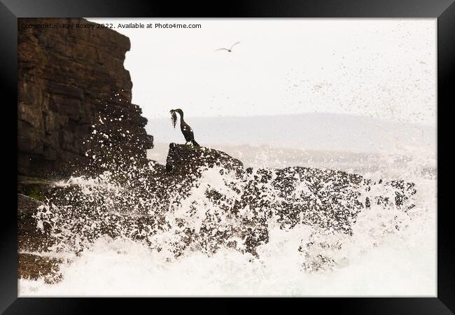 Shag carrying seaweed to build nest - Caithness, Scotland Framed Print by Kay Roxby