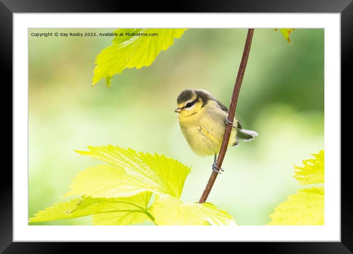 Baby blue tit Framed Mounted Print by Kay Roxby