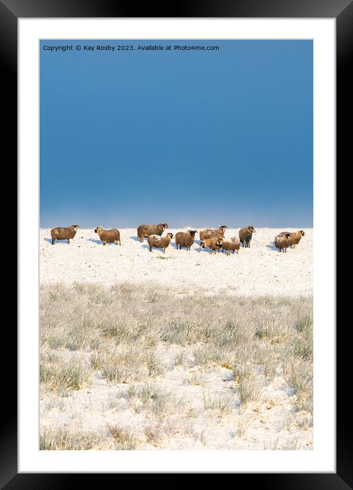 Flock of sheep in snow - Scotland Framed Mounted Print by Kay Roxby