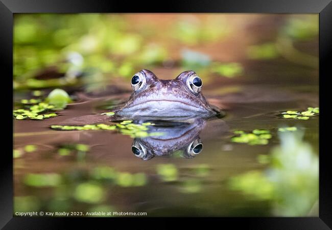 Common Frog waiting for a mate Framed Print by Kay Roxby