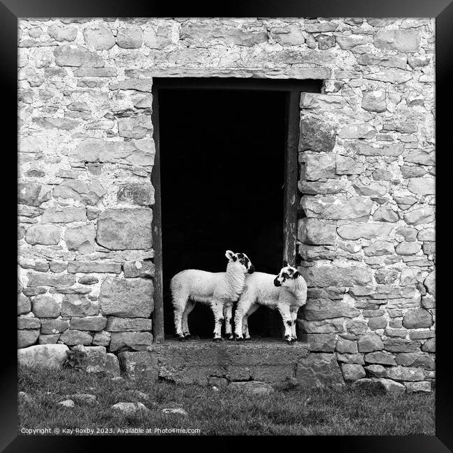 Yorkshire Dales Swaledale lambs black and white Framed Print by Kay Roxby