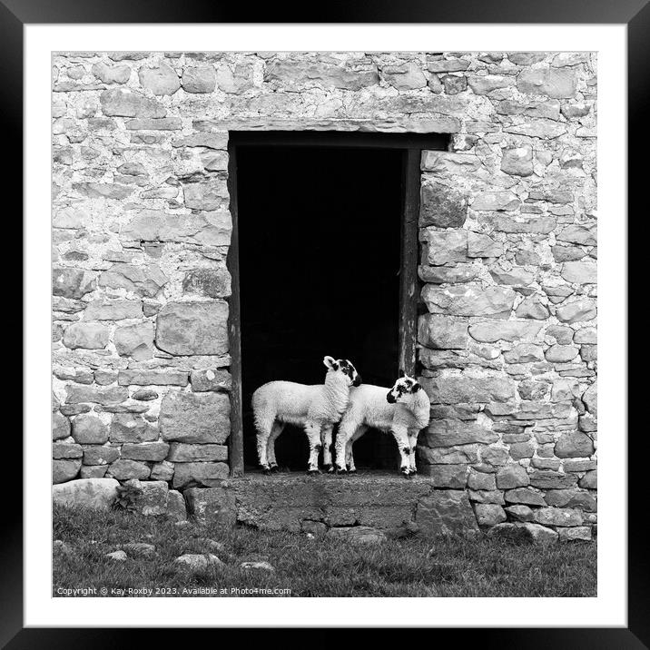 Yorkshire Dales Swaledale lambs black and white Framed Mounted Print by Kay Roxby
