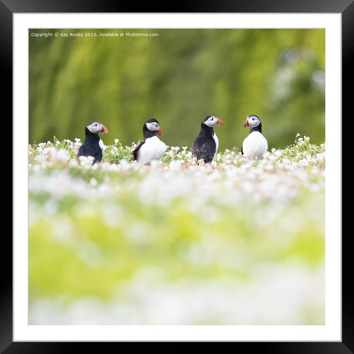 Puffins in wildflowers Framed Mounted Print by Kay Roxby