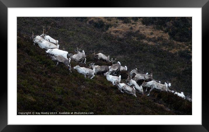 Cairngorm reindeer herd Framed Mounted Print by Kay Roxby
