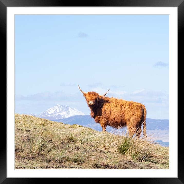 Highland Cow Framed Mounted Print by Kay Roxby