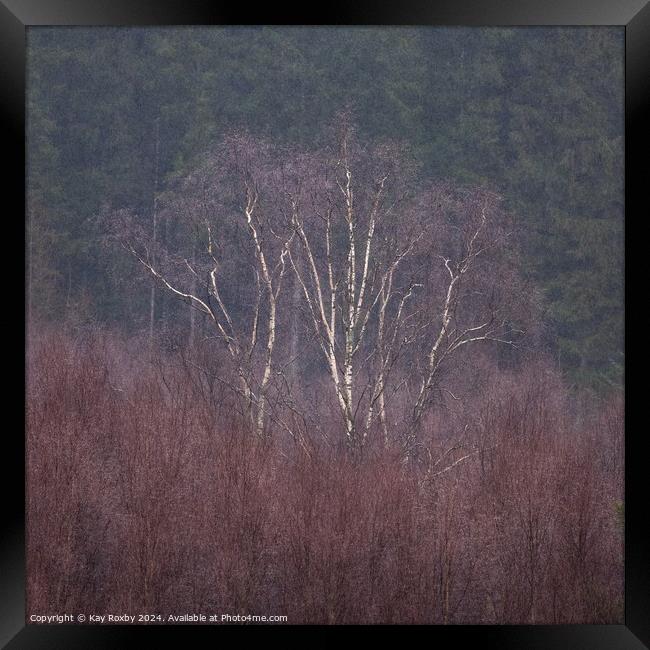 Silver birch winter colours Framed Print by Kay Roxby