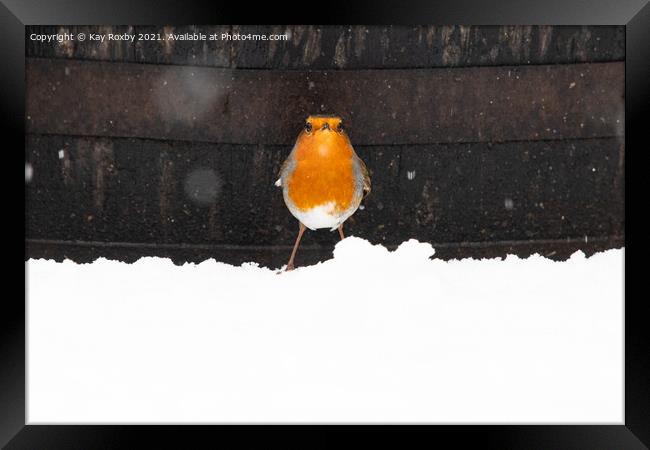 Robin in snow Framed Print by Kay Roxby