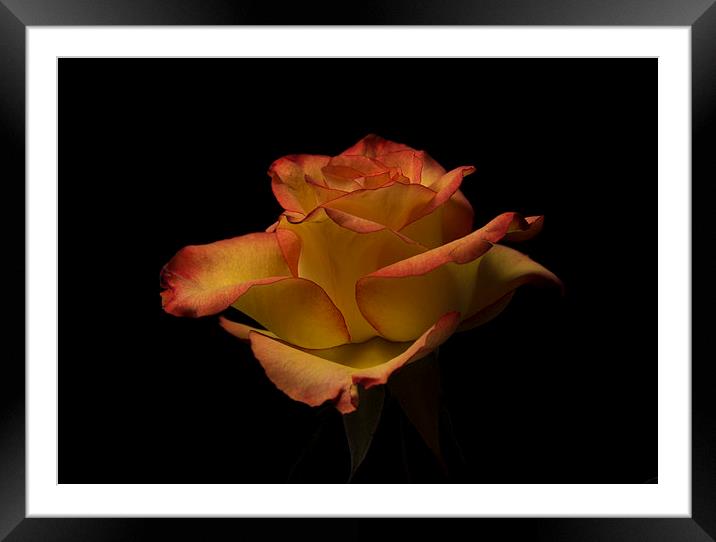 Red rose against black Framed Mounted Print by Stephen Giles