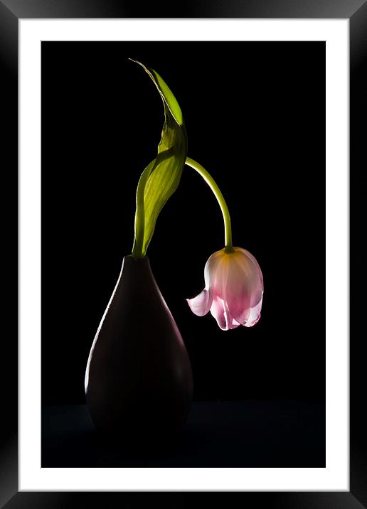  Drooping tulip. Framed Mounted Print by Stephen Giles
