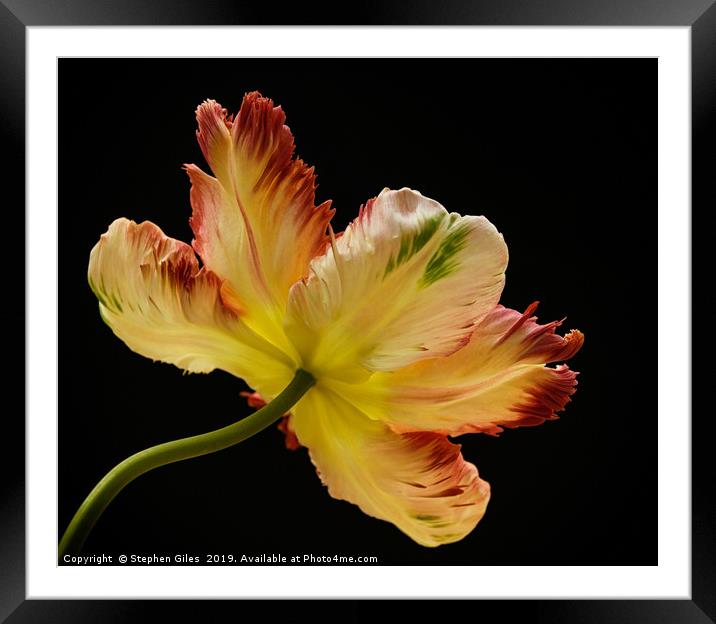 Parrot tulip Framed Mounted Print by Stephen Giles