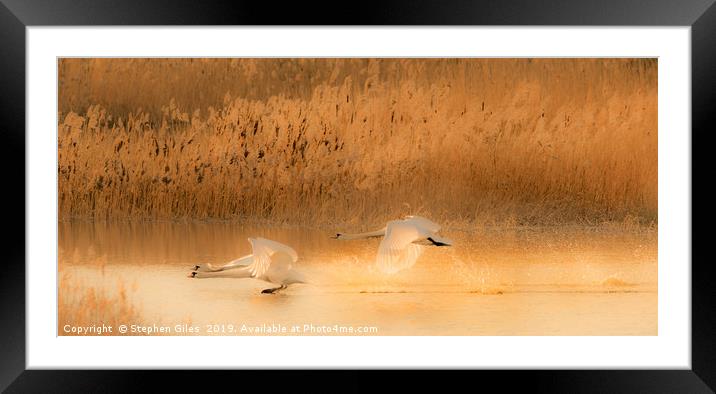Swans landing at sunset Framed Mounted Print by Stephen Giles
