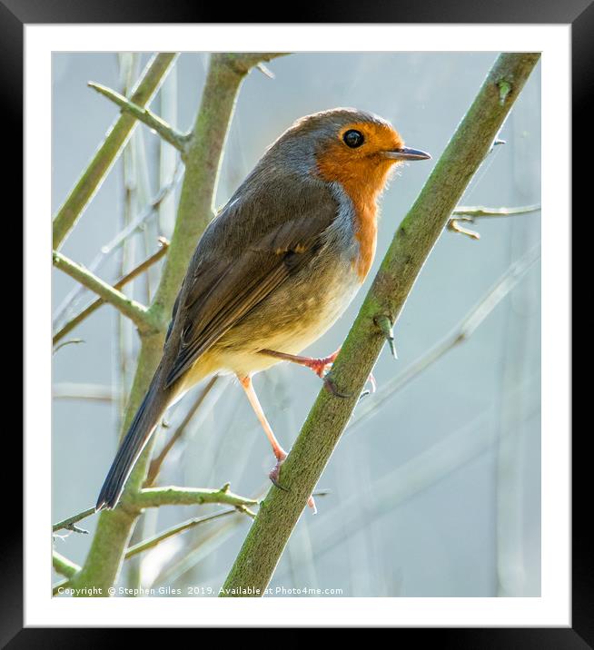 Robin in winter Framed Mounted Print by Stephen Giles