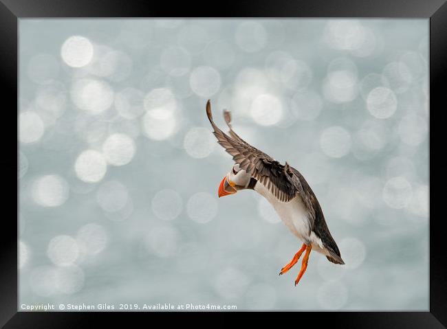 Puffin in freefall Framed Print by Stephen Giles