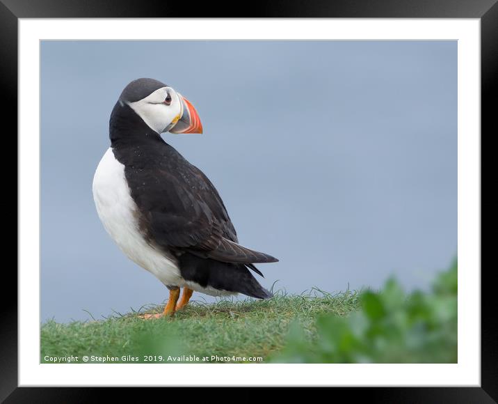 Puffin looking back Framed Mounted Print by Stephen Giles