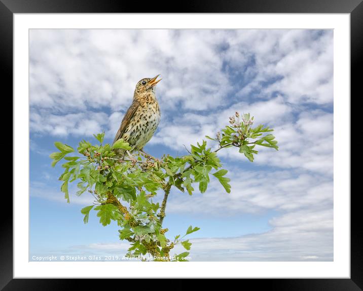 Song thrush Framed Mounted Print by Stephen Giles