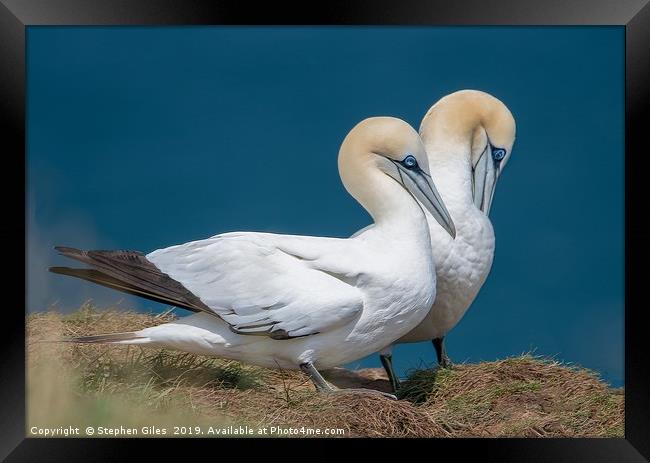 Two gannets Framed Print by Stephen Giles