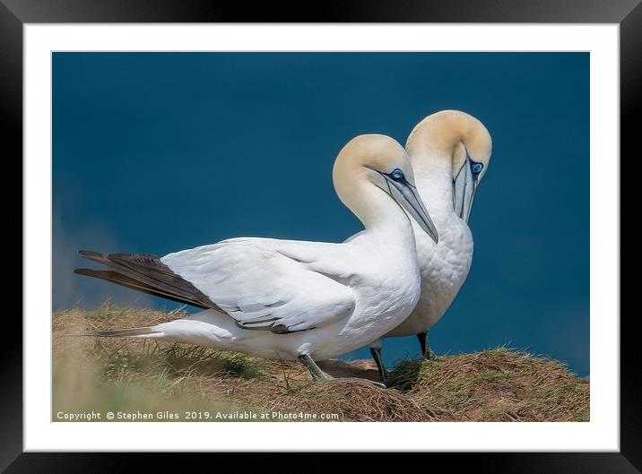 Two gannets Framed Mounted Print by Stephen Giles