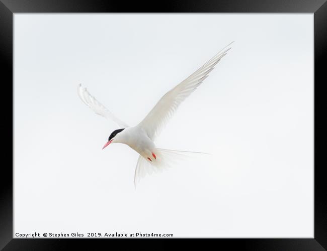 High key Arctic Tern Framed Print by Stephen Giles