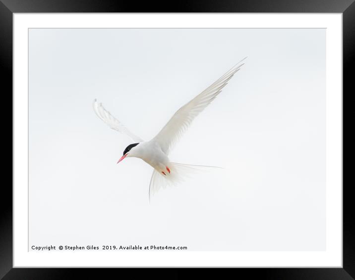 High key Arctic Tern Framed Mounted Print by Stephen Giles