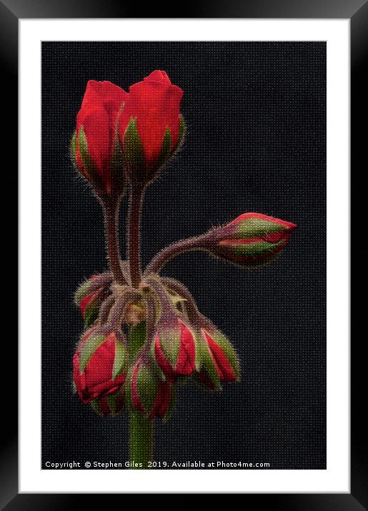 Rose buds Framed Mounted Print by Stephen Giles