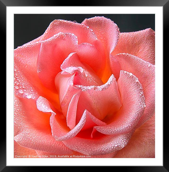 Pink rose with water droplets Framed Mounted Print by Stephen Giles