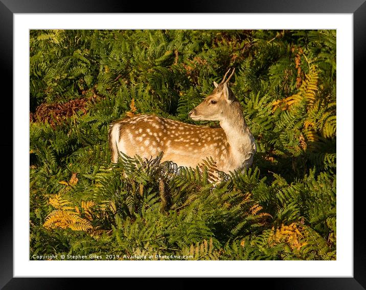 Fallow deer in bracken Framed Mounted Print by Stephen Giles