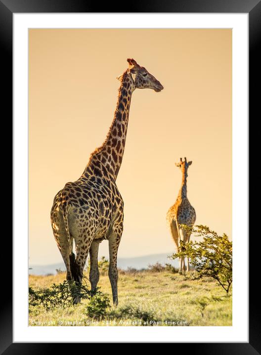 Giraffes on the move Framed Mounted Print by Stephen Giles
