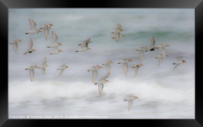 Flock of sandpipers Framed Print by Stephen Giles