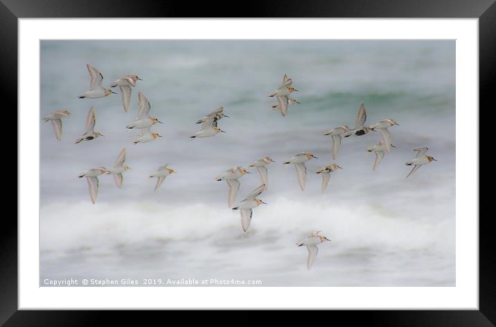 Flock of sandpipers Framed Mounted Print by Stephen Giles