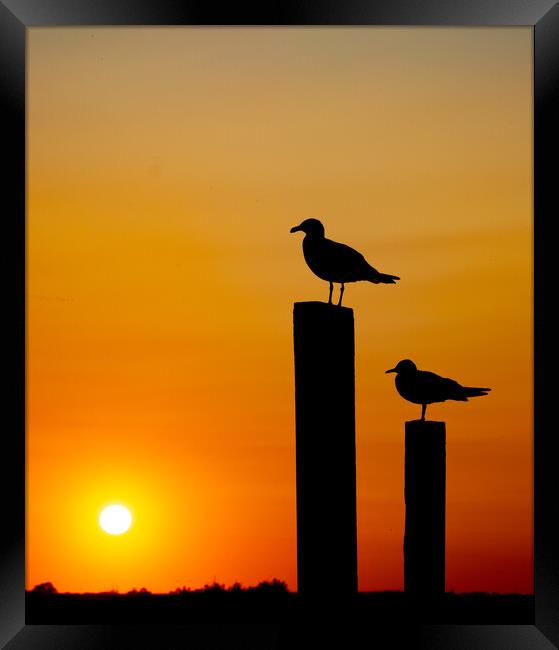 Seagull silhouette Framed Print by Stephen Giles