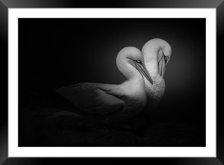 2 Gannets Framed Mounted Print by Stephen Giles
