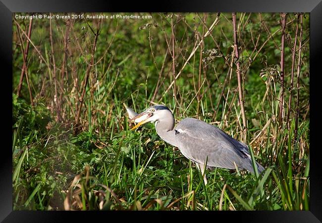  The Heron who got the prize Framed Print by Paul Green