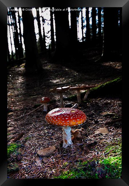  Mushroom Framed Print by Clive Rees