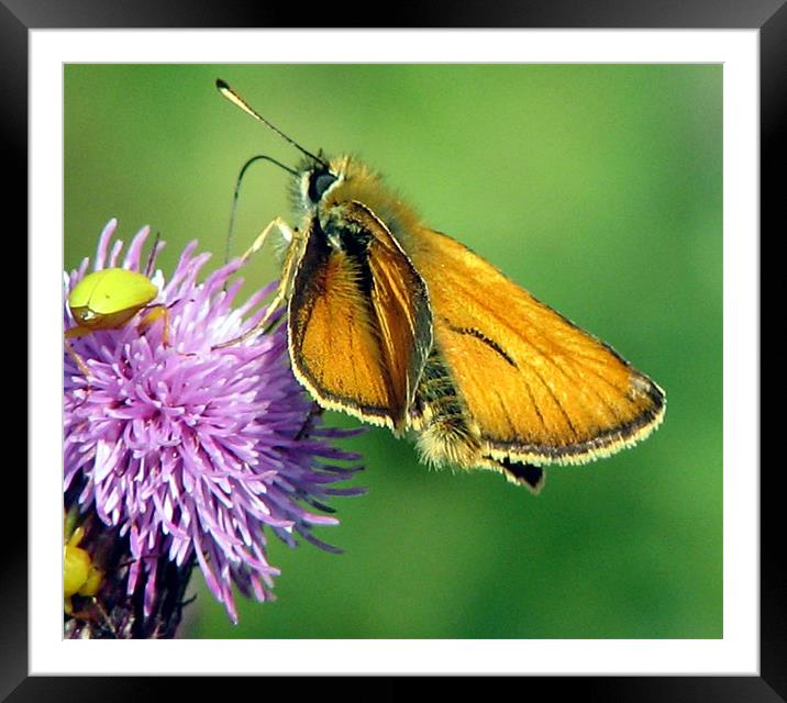 Large skipper Framed Mounted Print by Chris Keast