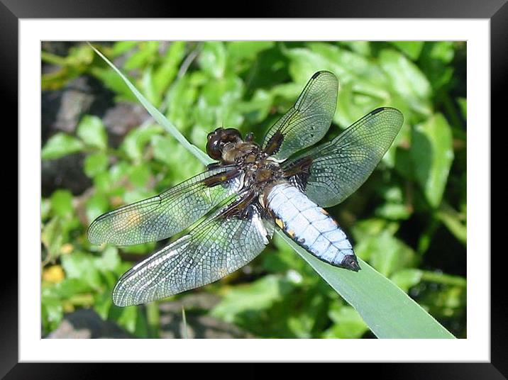 Broad-bodied Libellula Framed Mounted Print by Chris Keast