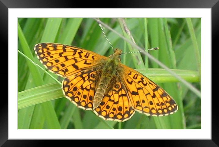 Small pearl-bordered fritillary Framed Mounted Print by Chris Keast