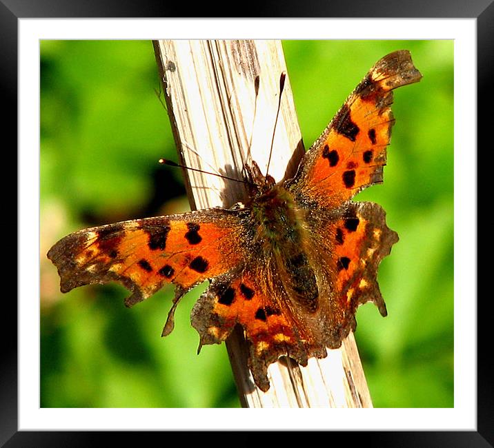 Comma Framed Mounted Print by Chris Keast