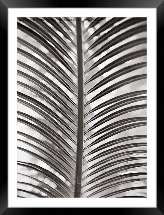  Monochrome leaves Framed Mounted Print by Bertie Carter