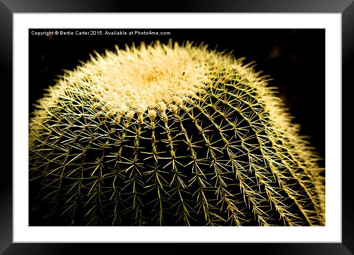  Cactus Framed Mounted Print by Bertie Carter