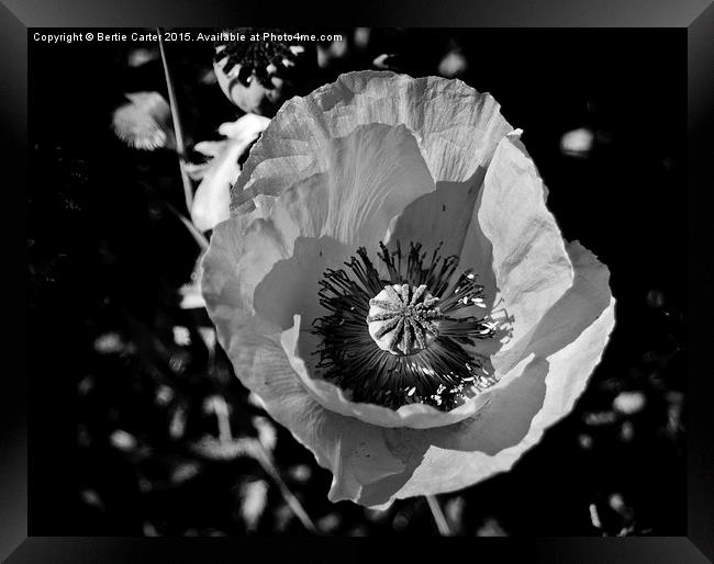  Poppy Flower Framed Print by Bertie Carter