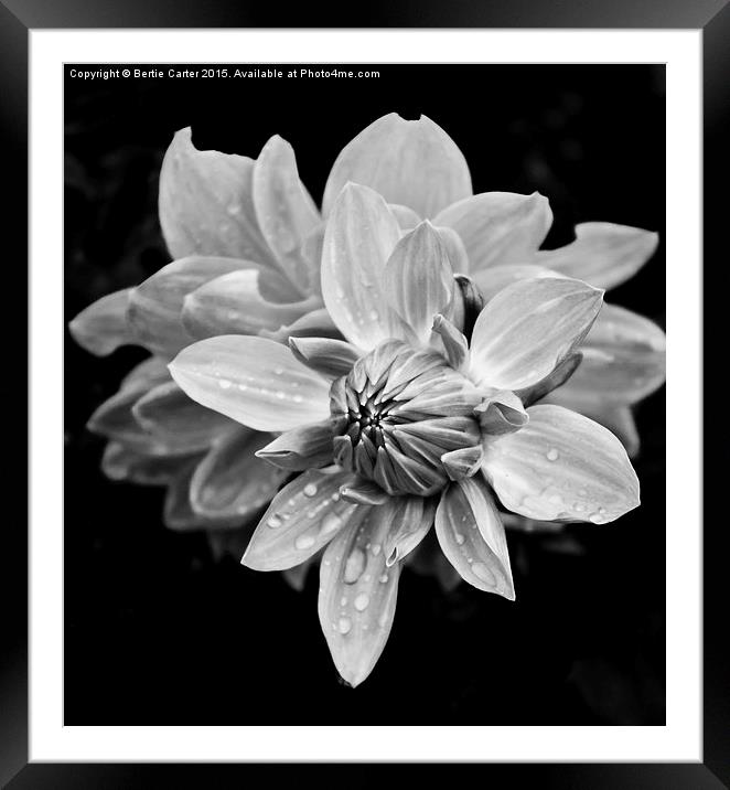  Black and white flower Framed Mounted Print by Bertie Carter