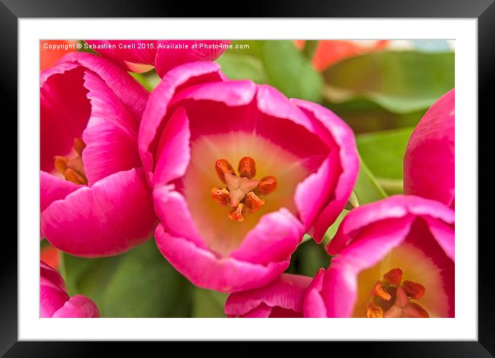 easter tulips Framed Mounted Print by Sebastien Coell