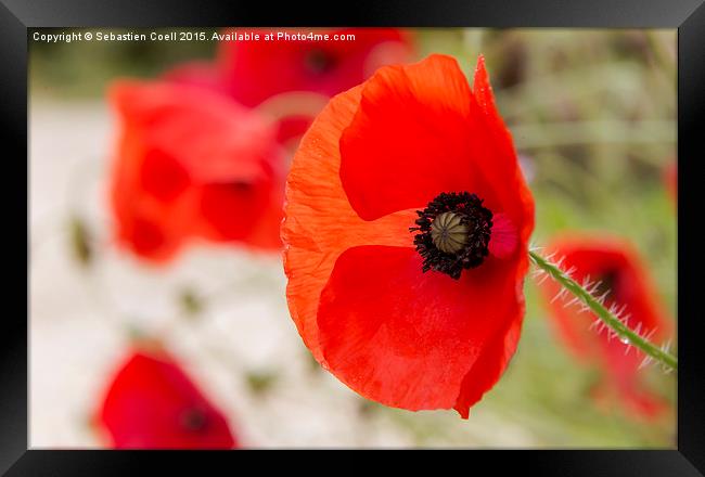 Poppies Framed Print by Sebastien Coell