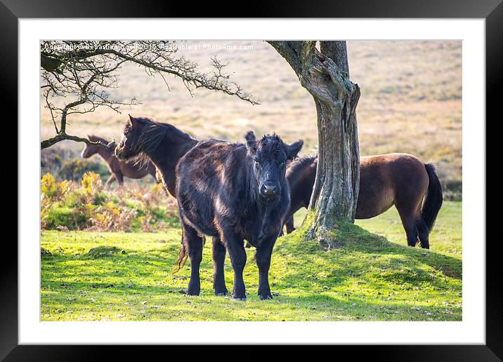 Cow dartmoor Framed Mounted Print by Sebastien Coell