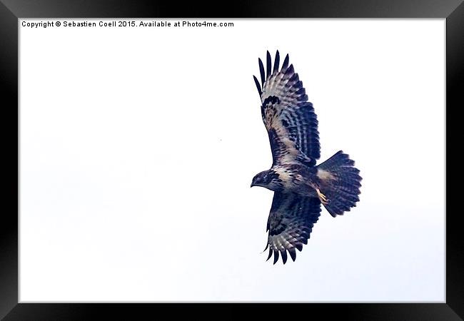 Buzzard Framed Print by Sebastien Coell