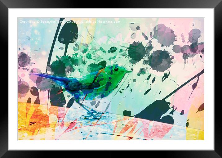 Robin watercolour Framed Mounted Print by Sebastien Coell