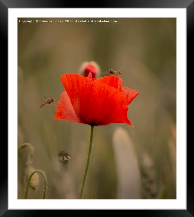 Poppies Framed Mounted Print by Sebastien Coell