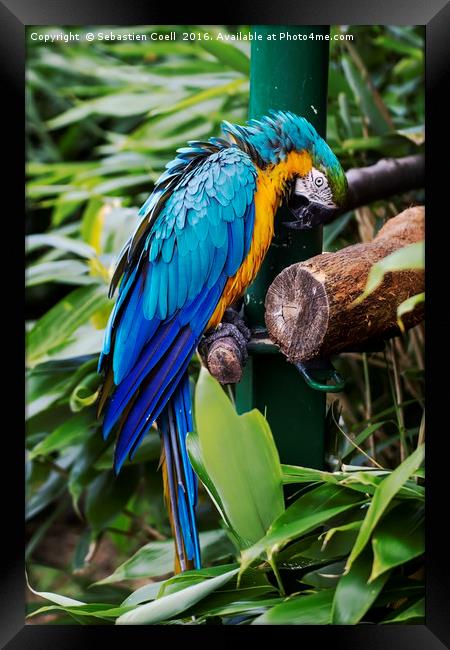 Macaw parrot Framed Print by Sebastien Coell